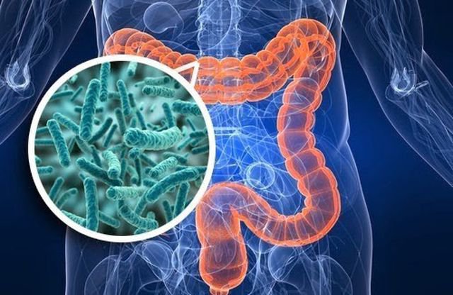 Tầm quan trọng của vi sinh vật trong ruột